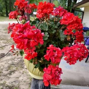 Meet your Posher, Shirl